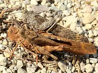 female ovipositing, guarded by 2 males