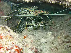 Panulirus versicolor