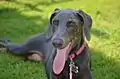 Blue Doberman Pinscher