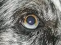 Sectoral hypochromia in a blue merle Border Collie.