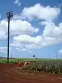 Pineapple plantation field in Wahiawa is where the Dole pineapple industry started.