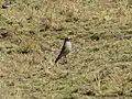 Taczanowski's ground tyrant, Yauli, La Oroya, Peru, summer season