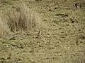 Taczanowski's ground tyrant, Yauli, La Oroya, Peru, summer season