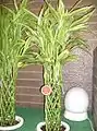 Plant with multiple, woven stems.