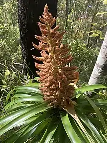 Flowering inflorescence.