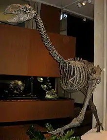Cast of Dromornis stirtoni, a mihirung, from Australia.
