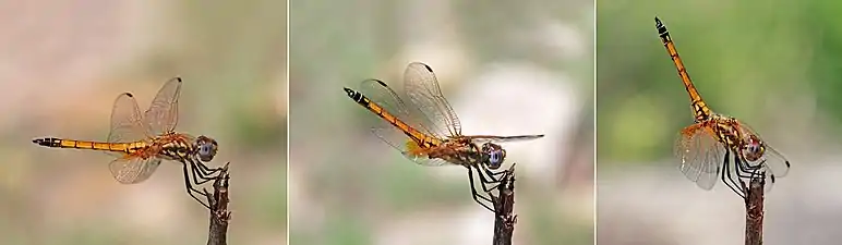 young male T. selika moving into obelisk posture