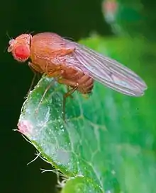 alt = D. simulans