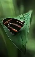 female underside