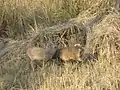Hog deer