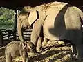 Elephants