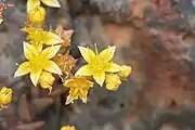 subg. .mw-parser-output span.smallcaps{font-variant:small-caps}.mw-parser-output span.smallcaps-smaller{font-size:85%}Hasseanthus - The flowers of Dudleya variegata