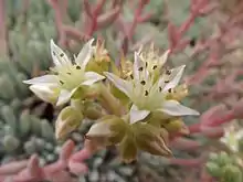 subg. .mw-parser-output span.smallcaps{font-variant:small-caps}.mw-parser-output span.smallcaps-smaller{font-size:85%}Stylophyllum — The flowers of Dudleya virens subsp. hassei