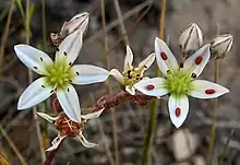 subg. .mw-parser-output span.smallcaps{font-variant:small-caps}.mw-parser-output span.smallcaps-smaller{font-size:85%}Hasseanthus — The flowers of Dudleya blochmaniae