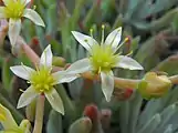 subg. .mw-parser-output span.smallcaps{font-variant:small-caps}.mw-parser-output span.smallcaps-smaller{font-size:85%}Stylophyllum — The flowers of Dudleya edulis