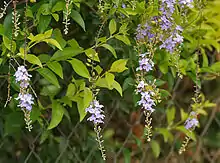 Duranta erecta  at Ananthagiri Hills, in Rangareddy district of Andhra Pradesh, India.