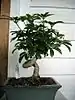 A bonsai from New England.