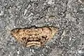 Live specimen