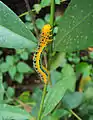 Dysphania percota caterpillar on twig
