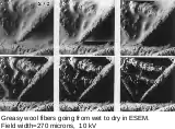 Greasy wool fibers going from wet to dry in ESEM, at room temperature. Field width 270&nbsp;µm, BSE, 10 kV.