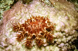 Young coral-feeding juvenile
