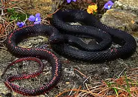 Eastern Coachwhip (Masticophis flagellum flagellum), Washington County, Missouri (13 April 2018)
