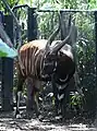 Bongo