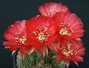 Echinopsis arachnacantha subsp. densiseta