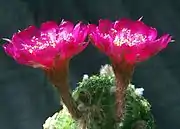 Echinopsis arachnacantha subsp. torrecillasensis