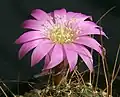 Echinopsis backebergii
