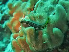 Midas blenny (Ecsenius midas)