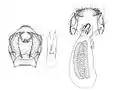 Genitalia, male (left), female (right)