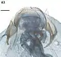 Female terminal abdominal segment