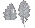 Leafmine