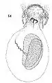 Female genitalia