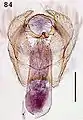 Male genitalia