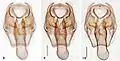 Male genitalia