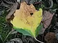 Larval feeding signs