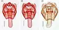 Male genitalia