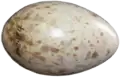 An average whooping crane egg is 102&nbsp;mm (4.0&nbsp;in) long and weighs 208&nbsp;g (7.3&nbsp;oz)