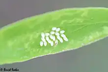 Eggs o Small salmon arab on Salvadora persica, United Arab Emirates