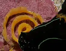 Egg ribbon of the black nudibranch
