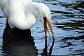 Egret showing its tongue