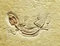Eichstaettisaurus schroederi,, an extinct lizard from the Solnhofen Limestone
