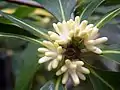 Un-opened buds