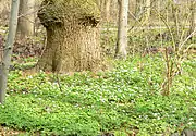 Blossom carpet on the ground in April
