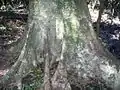 Silver quandong at its southernmost limit of natural distribution, Yatteyattah Nature Reserve