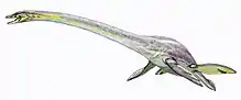 A gray and yellow reptile with a long neck and four flippers