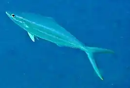 Rainbow runner (Elagatis bipinnulata)