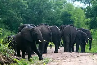 Elephants